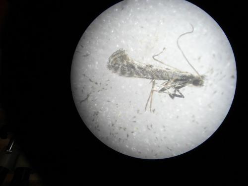 Parornix sp.